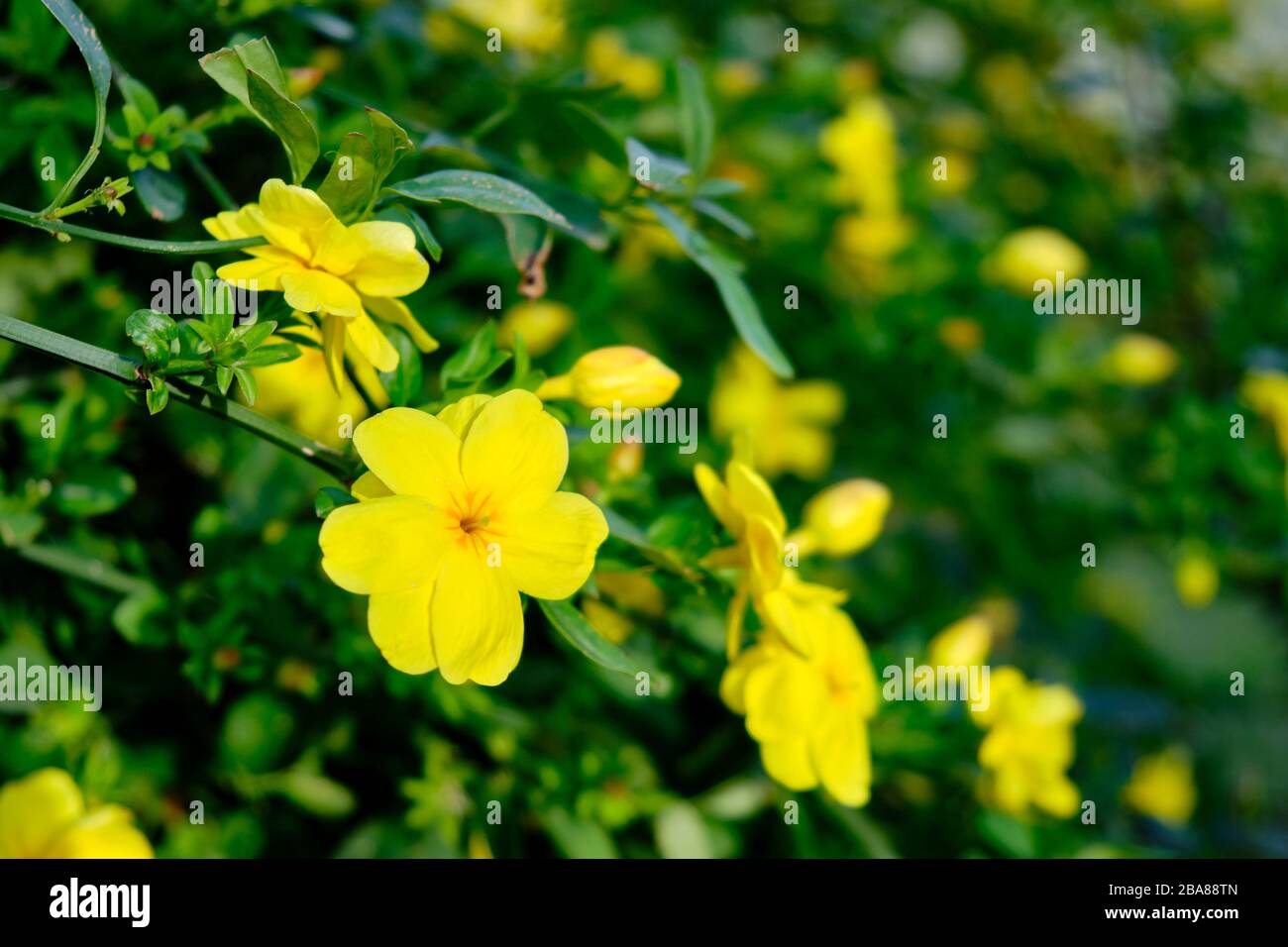 Yellow flowers of Linum flavum, the golden flax or yellow flax. Stock Photo