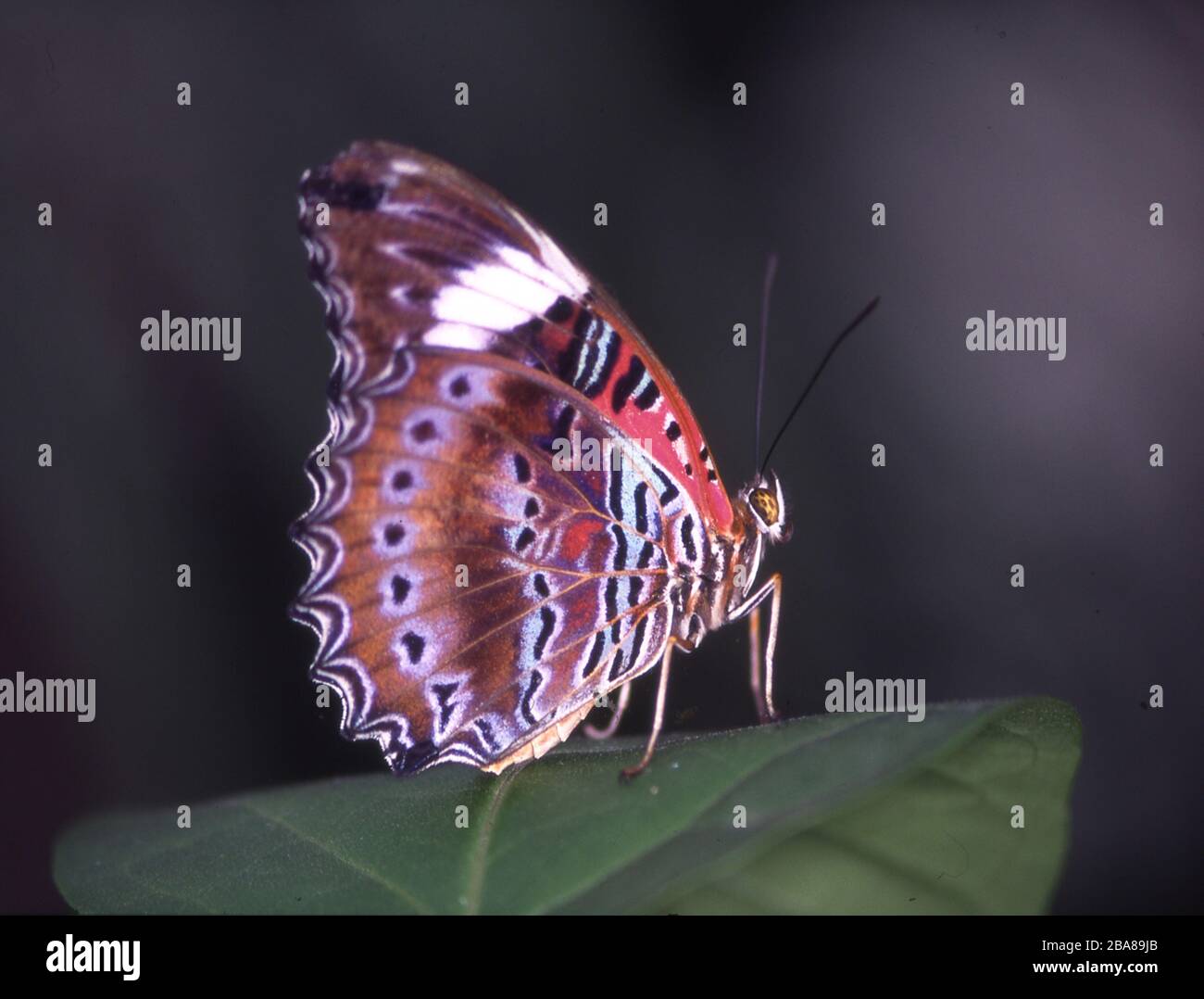 beautiful butterfly sits on leaf Stock Photo