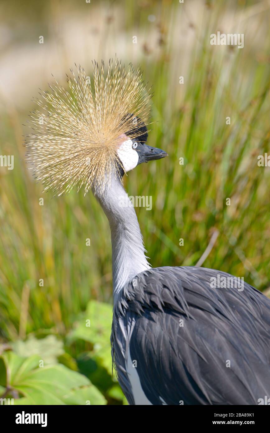 Closeup of Black Crowned Crane (Balearica pavonina) seen from behind and showing the egret well Stock Photo