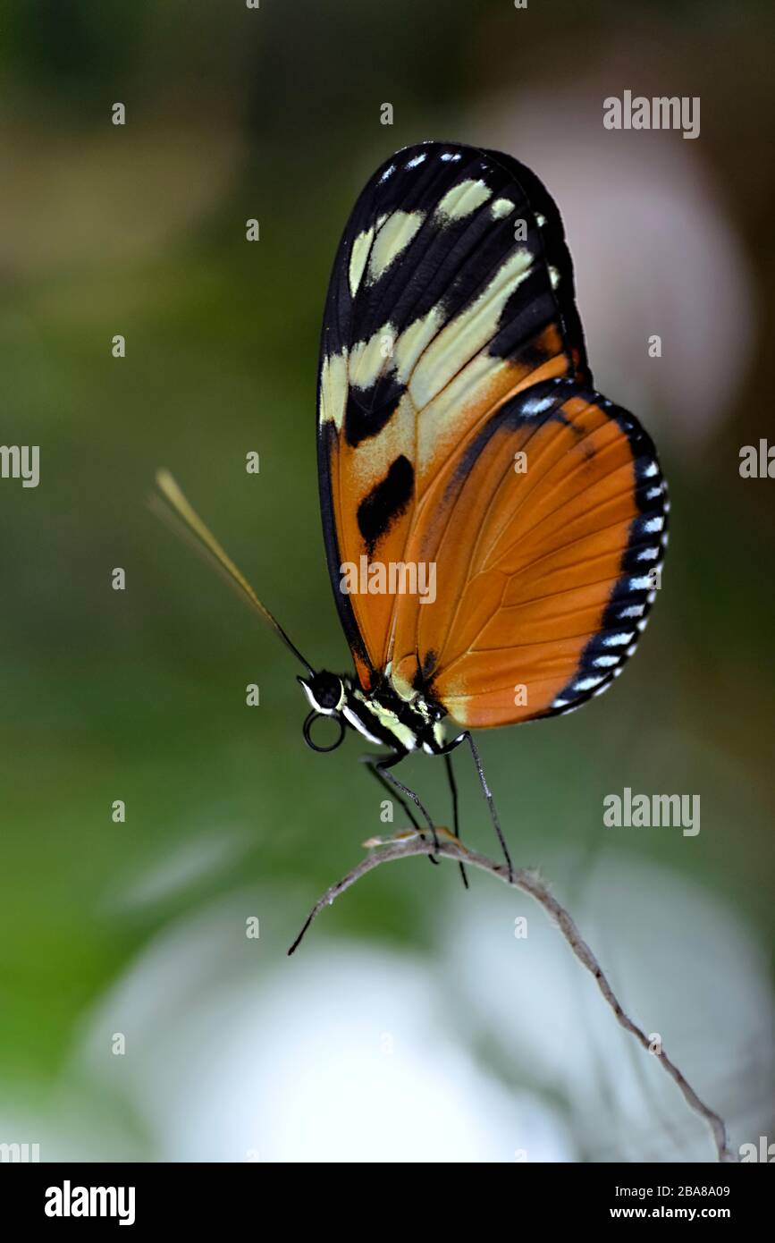 Tiger Longwing butterfly (Heliconius hecale) on stamen and seen from profile Stock Photo