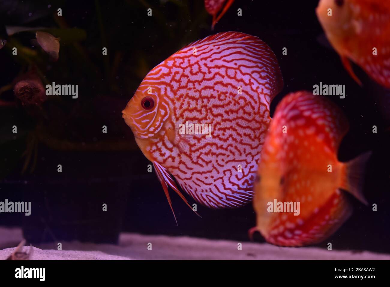 group of discus fish in aquarium, multi-colored tropical fish,  Symphysodon discus from Amazon river Stock Photo