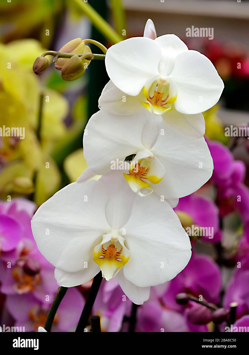 Orchid - White