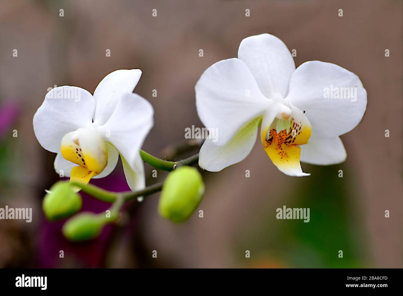 Closeup white orchids (Ochidee diamond phalaenopsis) with buds Stock Photo