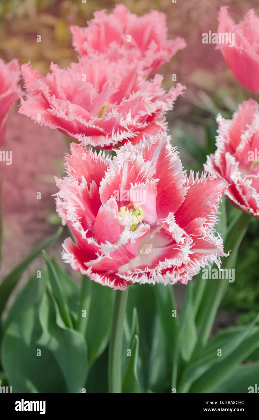 Queensland tulip on the flowerbed. Beautiful terry fringed tulip