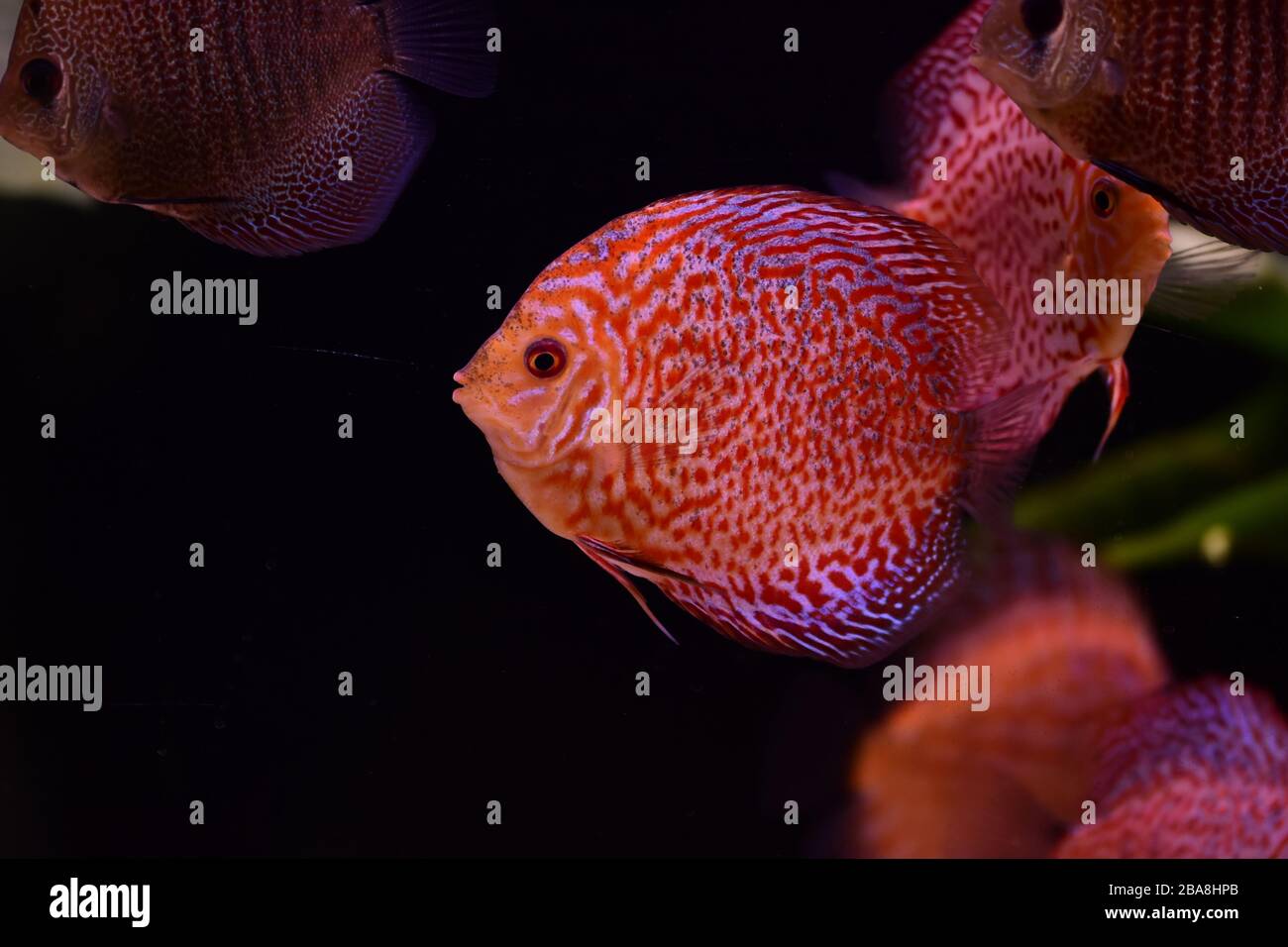 Discus hi-res stock photography and images - Page 16 - Alamy