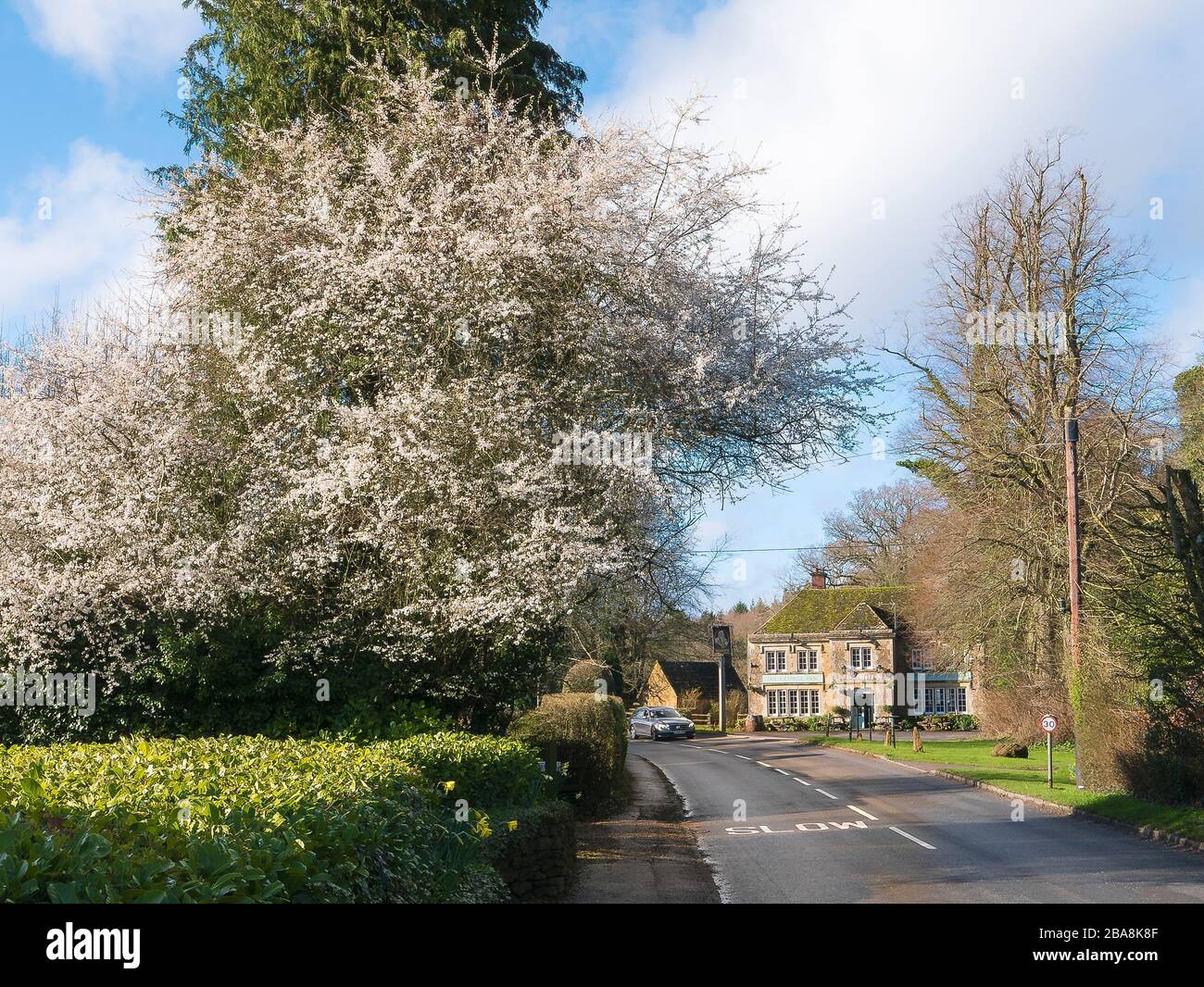 Flowering black thorn trees make an attractive village landscape in