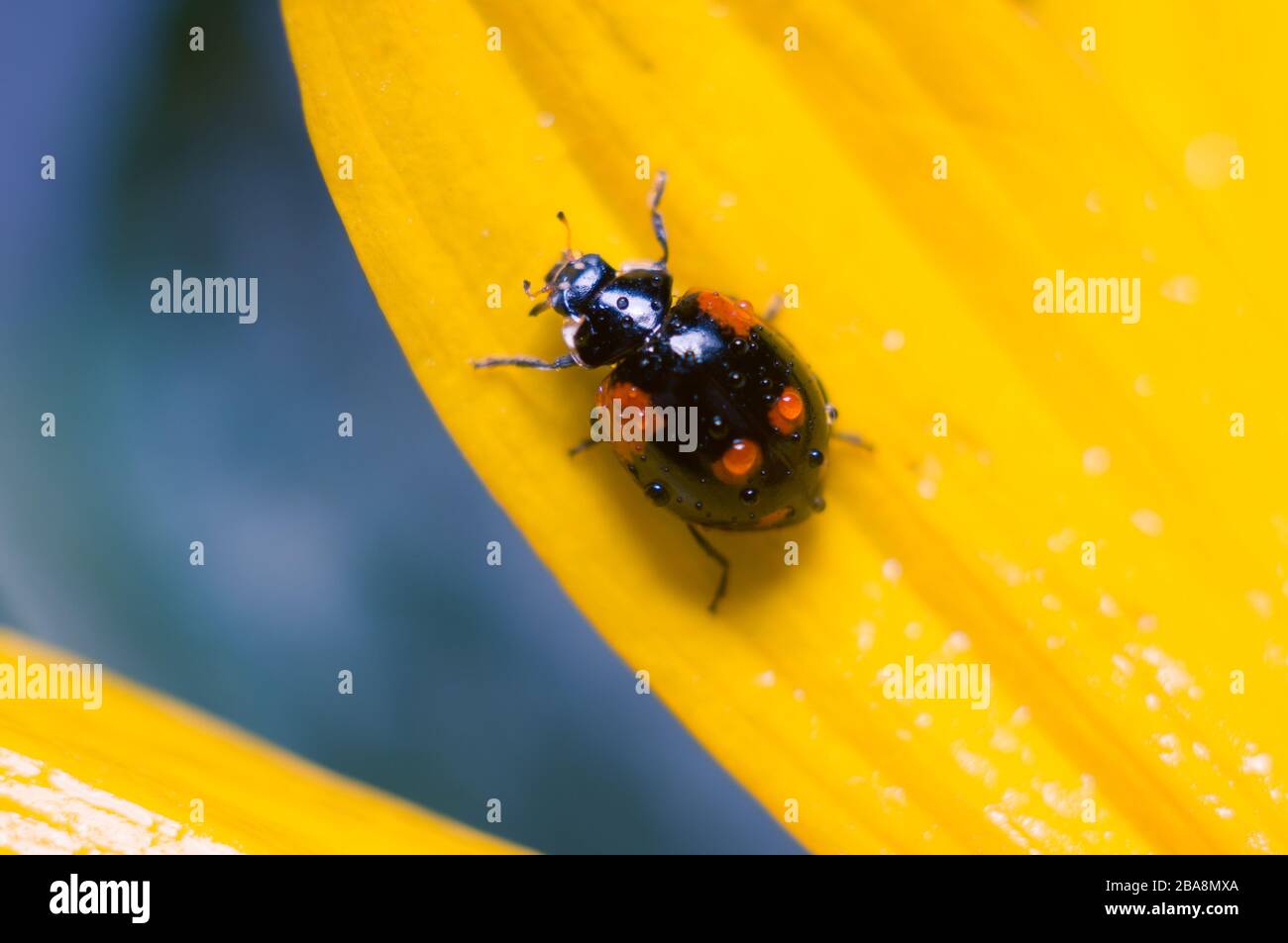 Black ladybug on the petal of a yellow flower. Soft focus, selected focus. Stock Photo