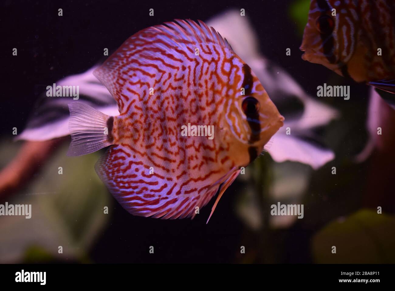 group of discus fish in aquarium, multi-colored tropical fish ...