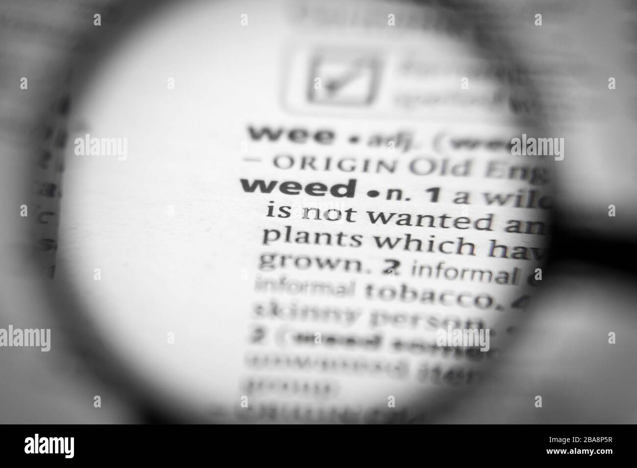 Word or phrase weed in a dictionary. Great photo for your needs Stock