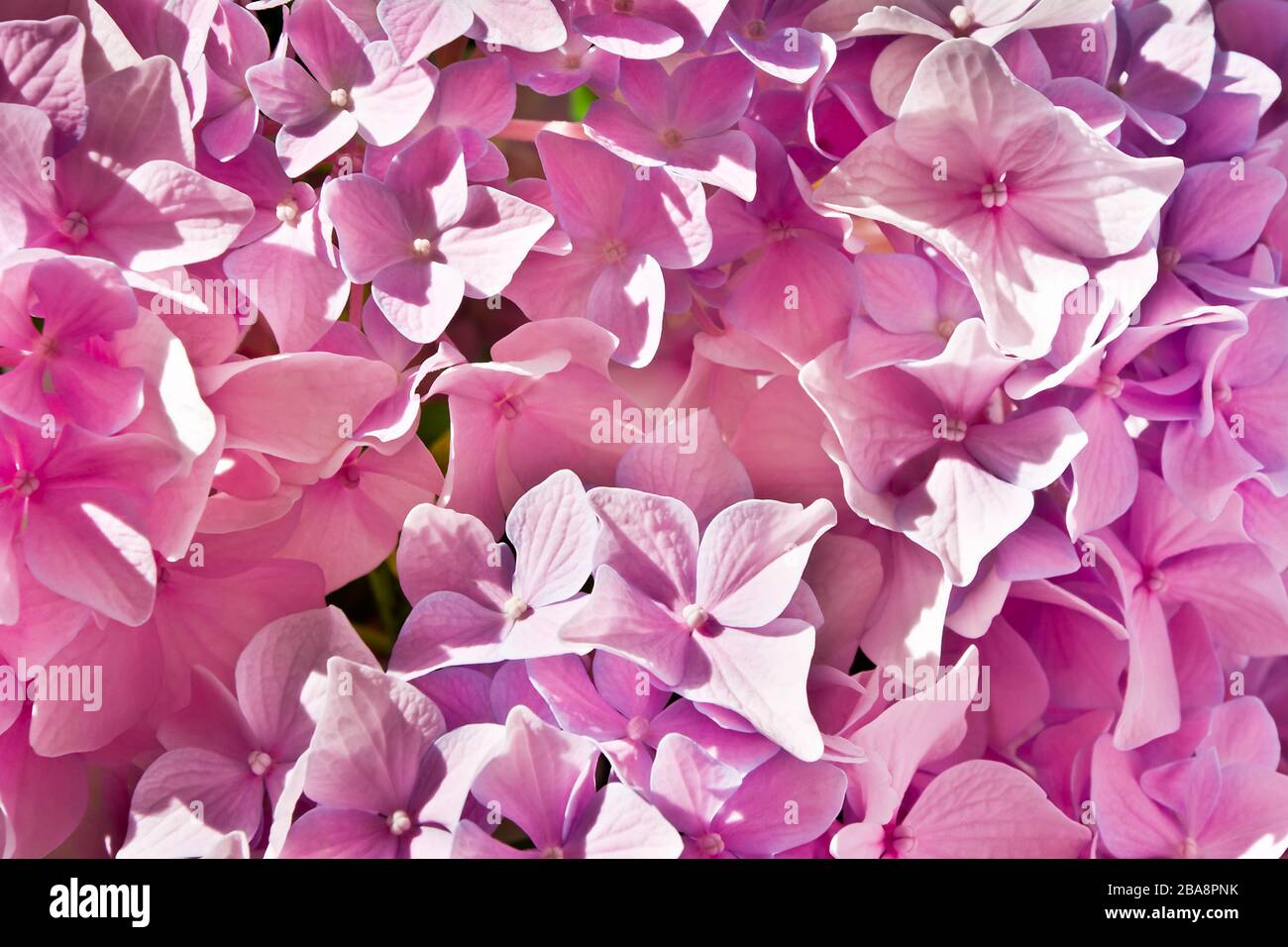 Background with pink hydrangea flowers Stock Photo - Alamy