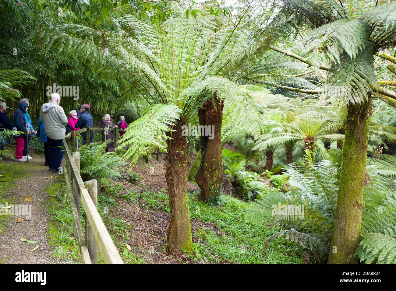 Tree ferns are a special feature of this valley garden and attract groups of visitors to Trewidden near Penzance Cornwall England UK Stock Photo