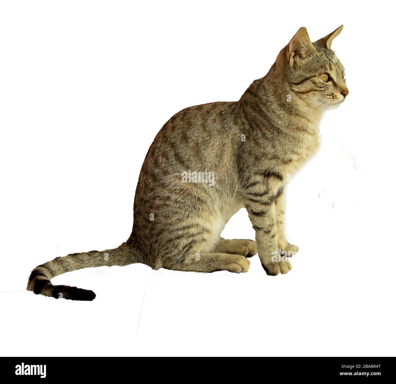 side view of a cat setting on white isolate background Stock Photo - Alamy