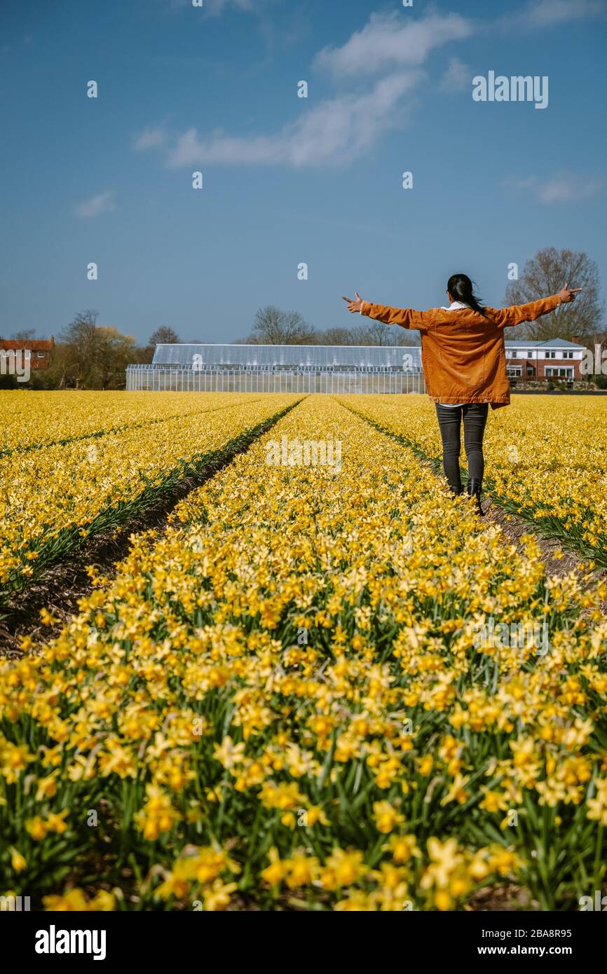 yellow flower field, woman in yellow daffodil flowers during Spring in the Netherlands Lisse Stock Photo