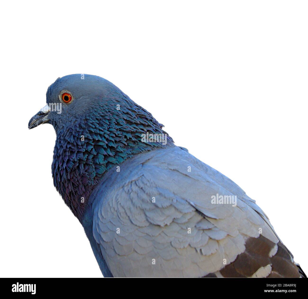 side shot of pigeon or dove singing songs on white isolate background Stock Photo
