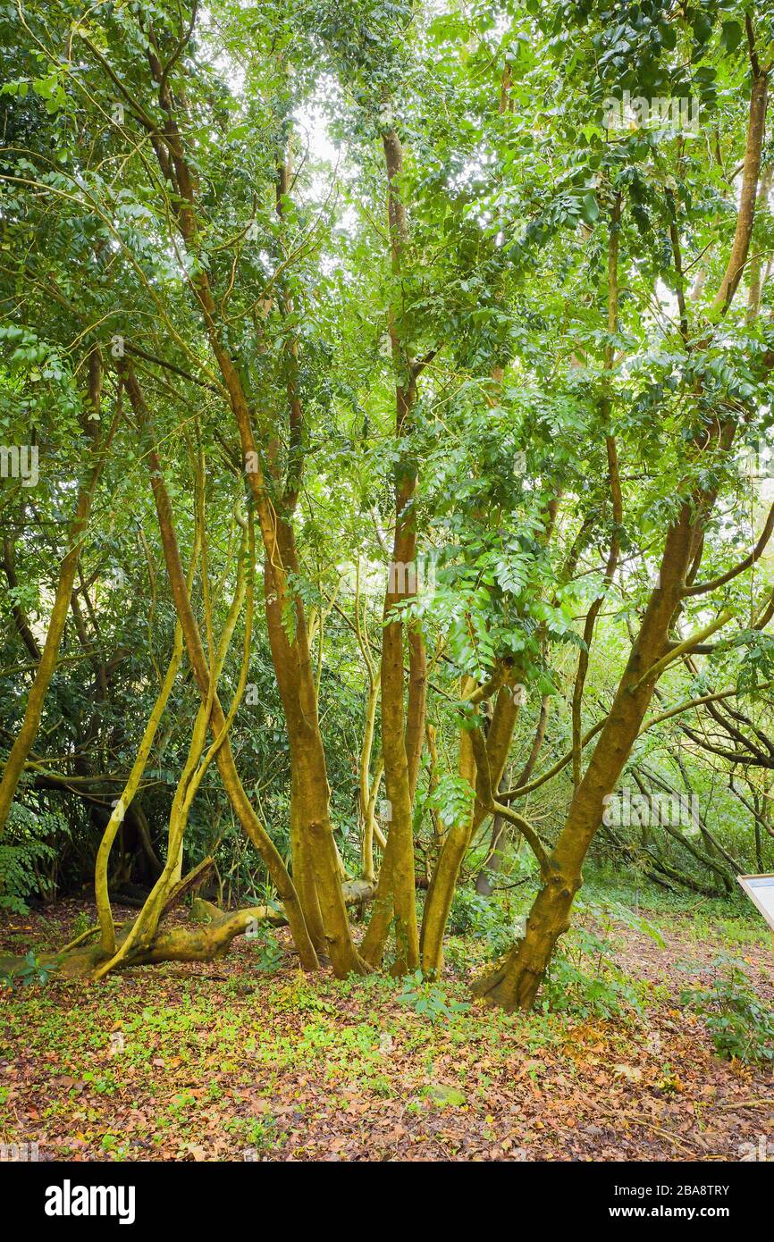 A multi-trunked Chilean hazelnut tree growing in a woodland garden a Trewidden near Penzance Cornwall England UK Stock Photo