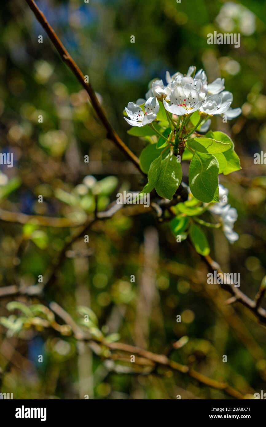 Cherry tree Stock Photo