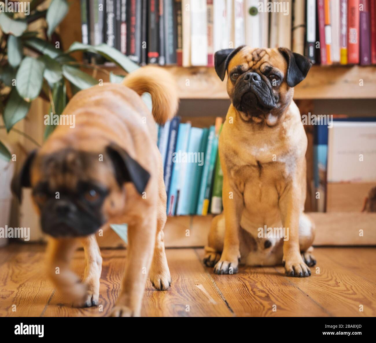 Pug dog leaving each other Stock Photo
