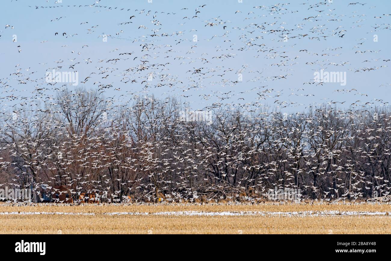 A Large Group of Snow Geese Taking off from a Field in Migration near the Platte River and Kearney, Nebraska Stock Photo