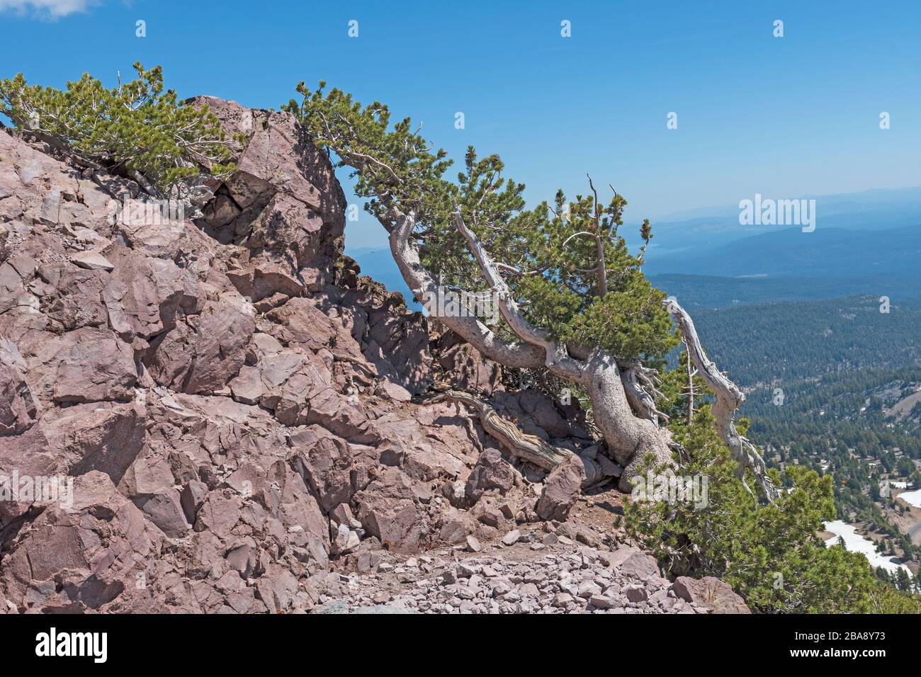 Survivor tree memorial hi-res stock photography and images - Alamy