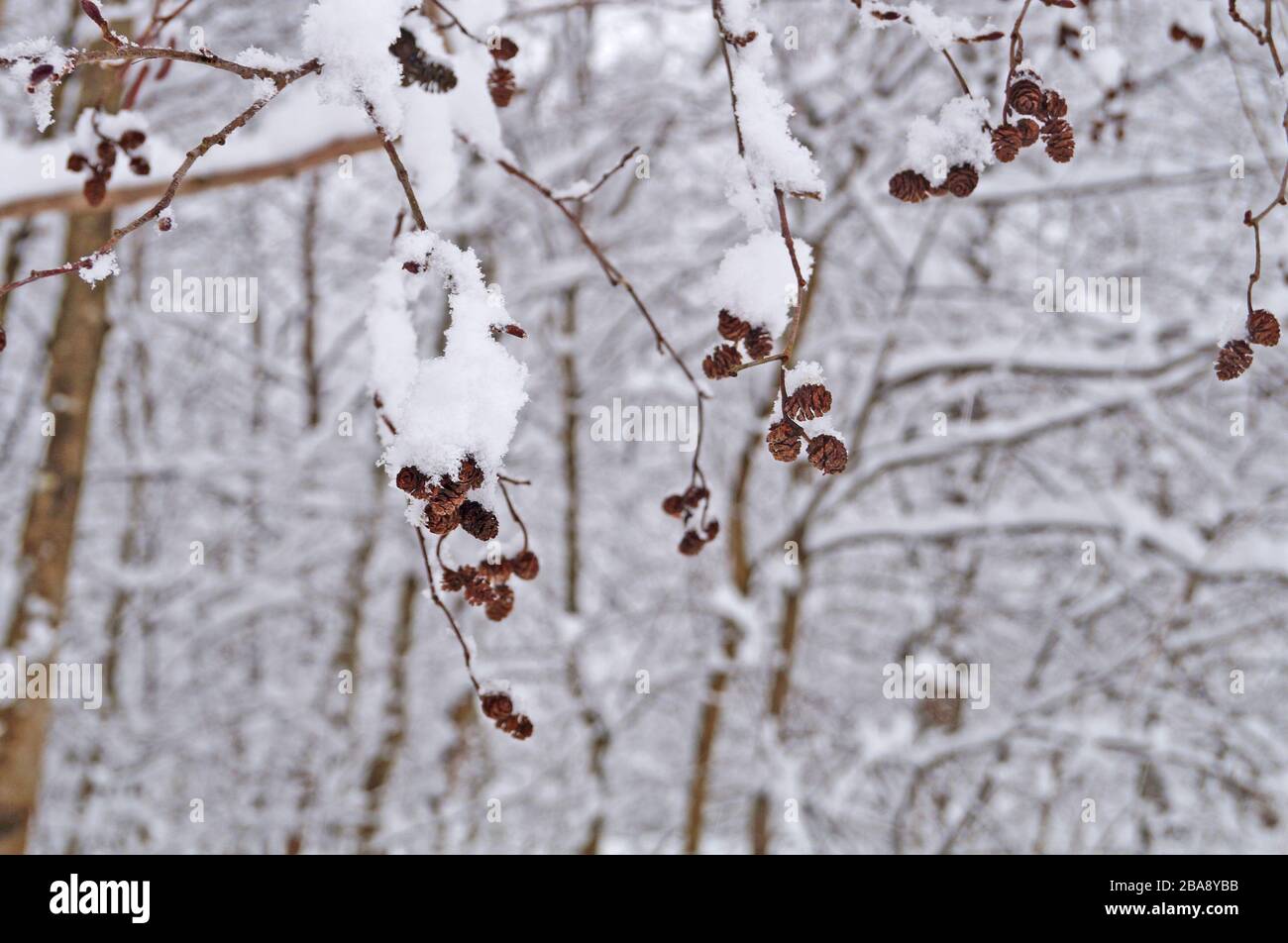 A tree branch with small cones covered with white fluffy snow on a ...