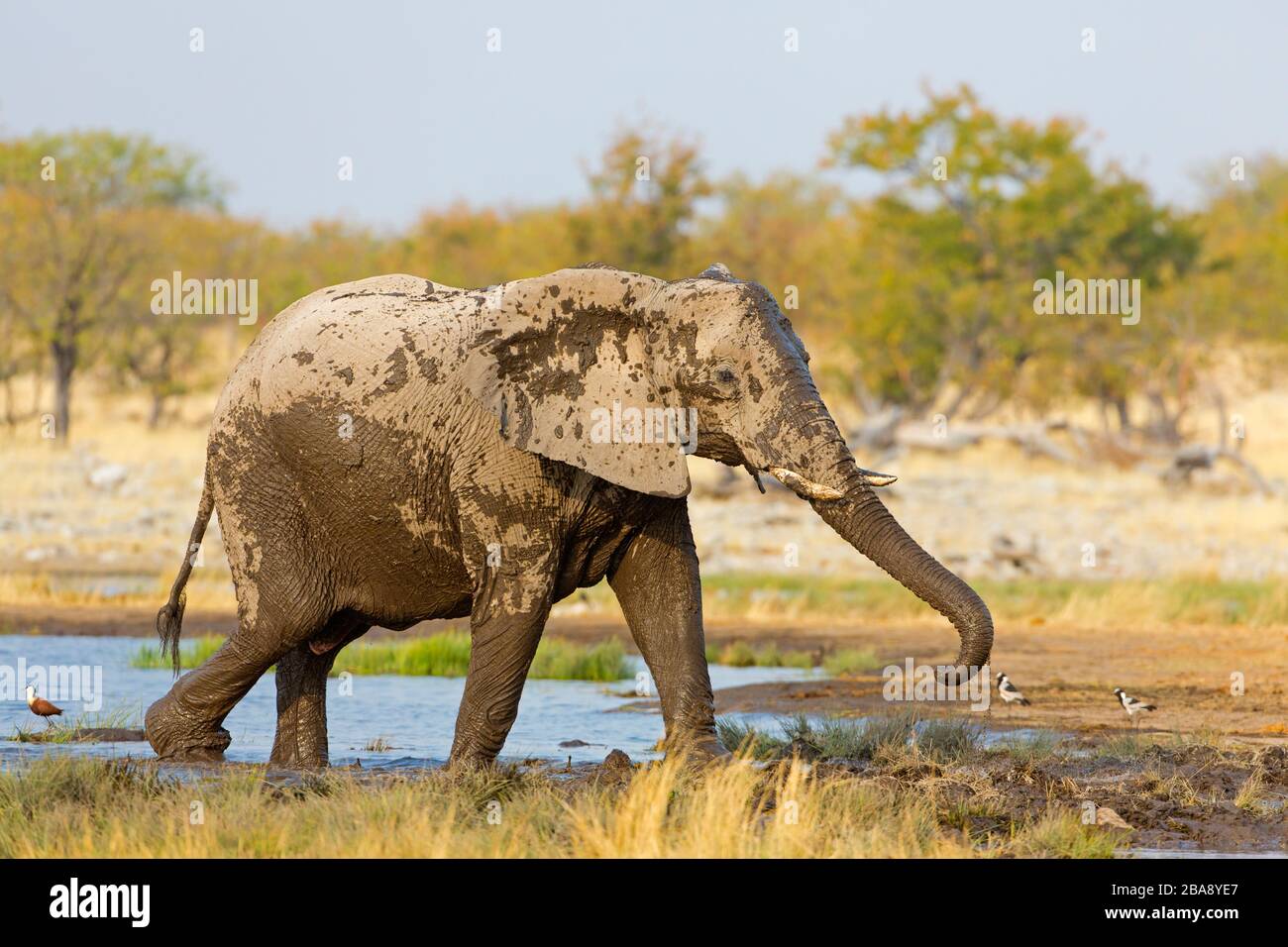 Afrikanischer Elefant, Loxodonta africana, African Bush Elephant, African Savanna Elephant,  Éléphant de savane d'Afrique, afrika elefanto Stock Photo
