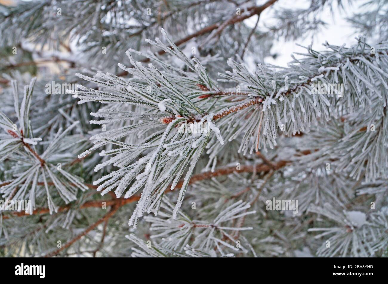 Pine branch with long green needles covered in white snow on a frosty ...