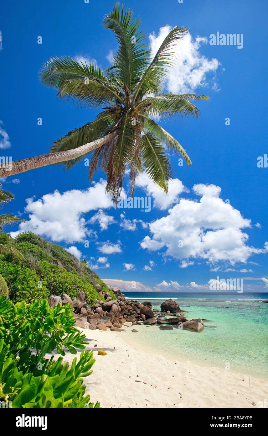 Seychellen, Palmen am Strand, Palmenstrand, La Digue, Stock Photo
