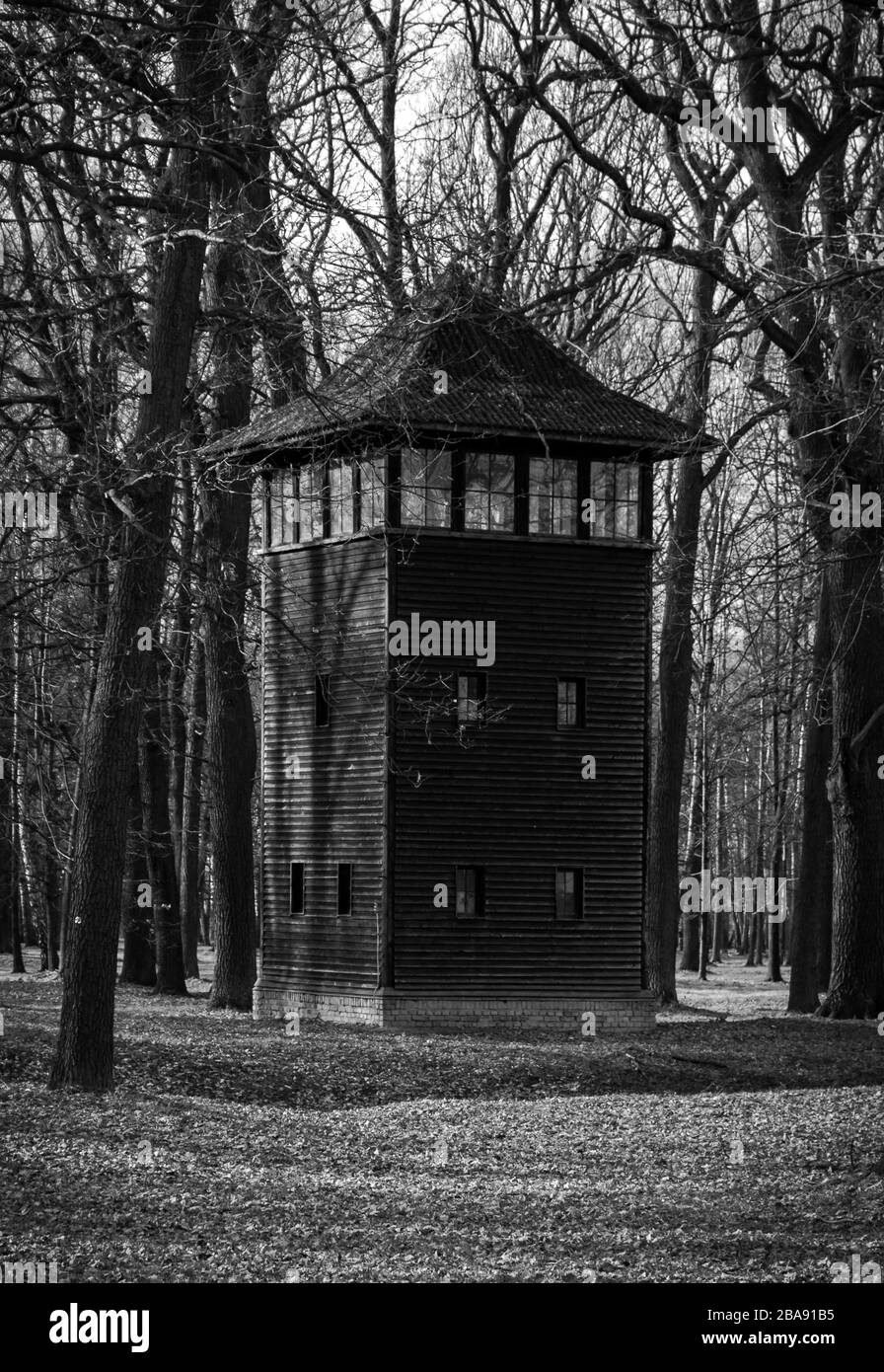 Birch Grove, Auschwitz II-Birkenau Nazi Concentration Camp. Stock Photo