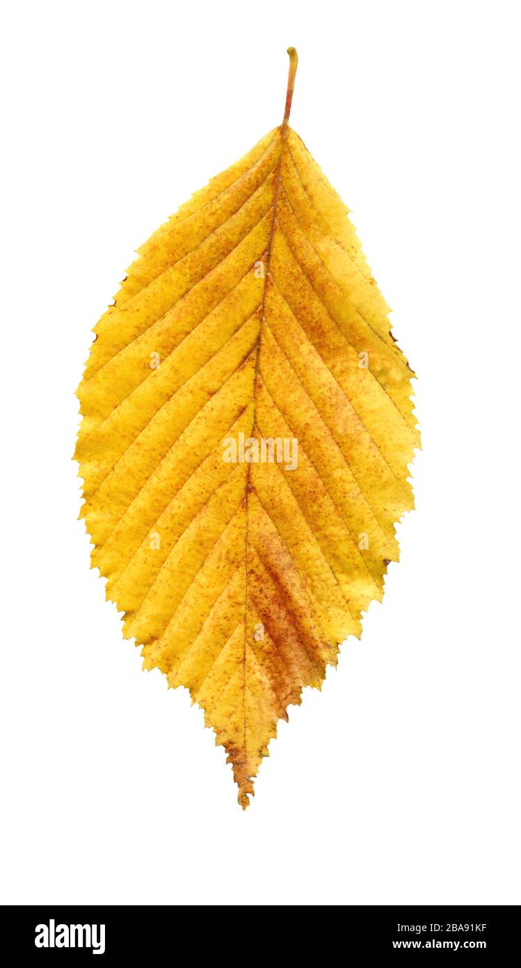 Elm tree leaf close up shot. Golden autumn colours elm tree leaf ...