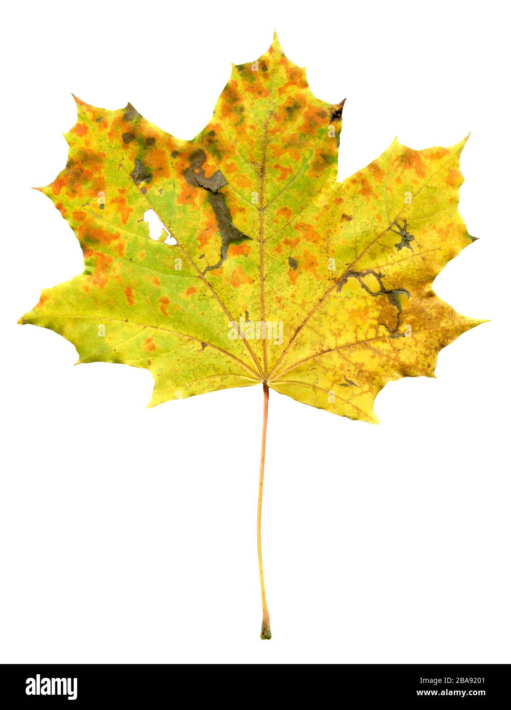 Maple autumn leaf isolated on a white background. Maple autumn leaf isolated.  Acer platanoides leaf isolated Stock Photo