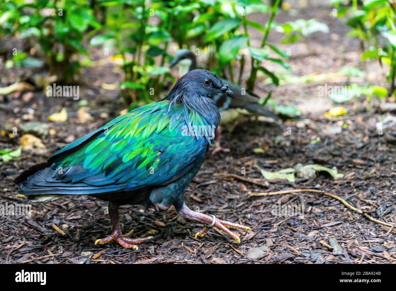 Birds in Jurong Park, Singapore Stock Photo Alamy