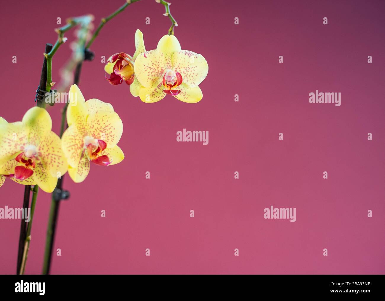 Yellow orchid flower on pink background Stock Photo