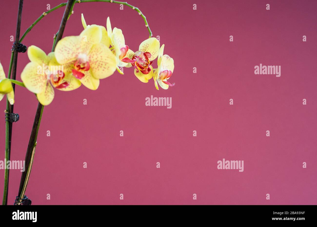 Yellow orchid flower on pink background Stock Photo