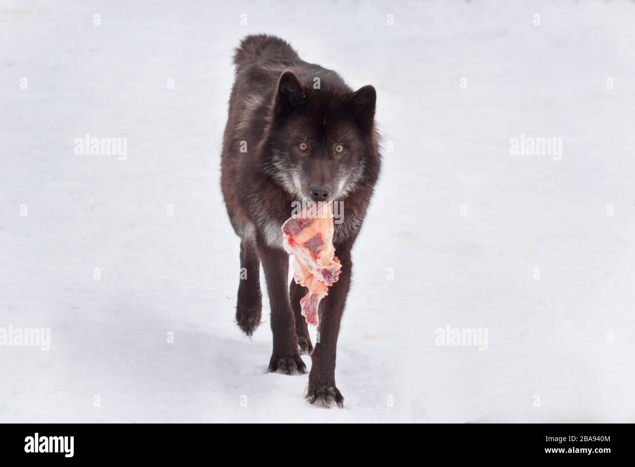 Wild black canadian wolf is running with a piece of meat. Animals in wildlife. Canis lupus pambasileus. Stock Photo