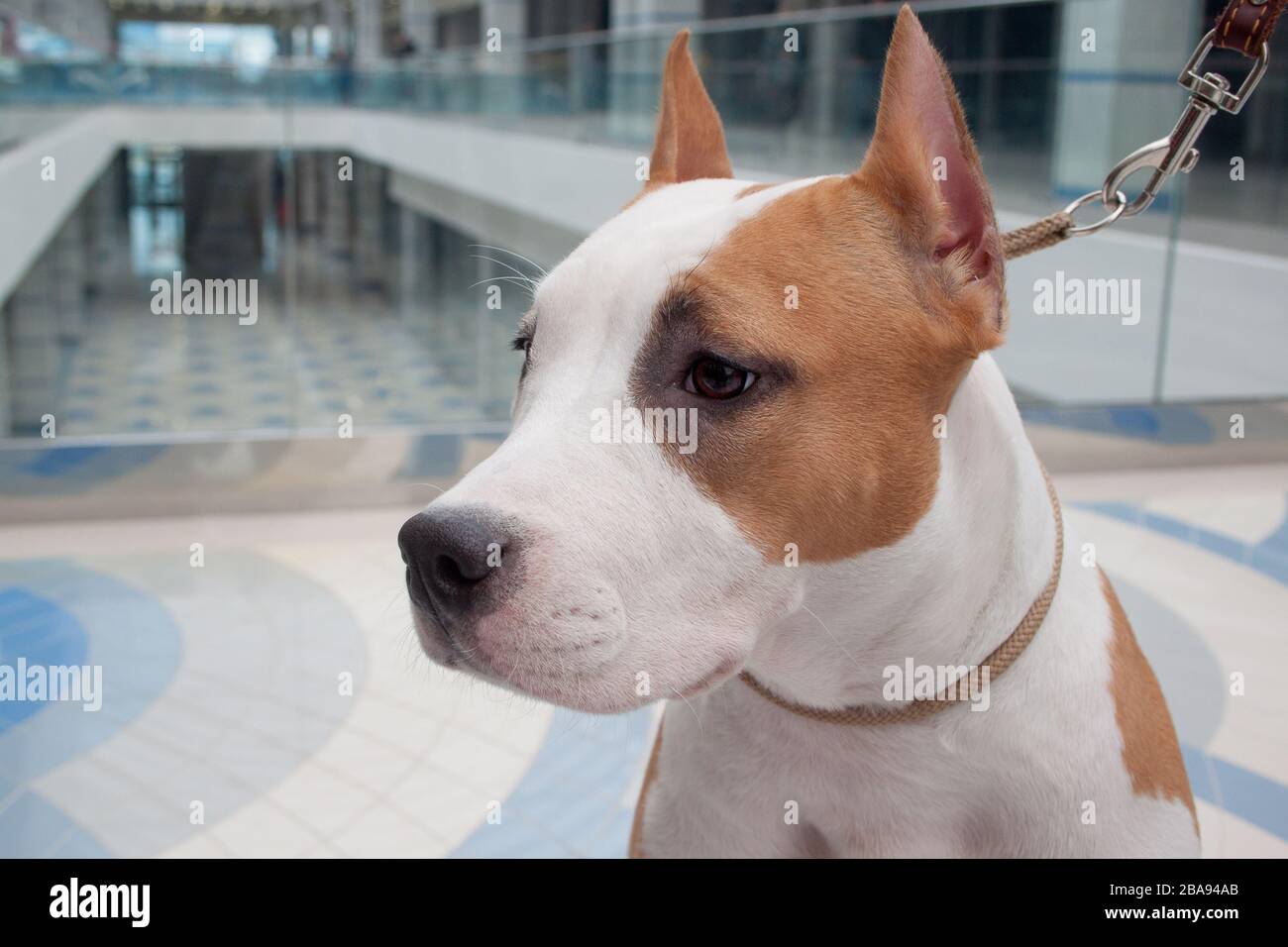 Cute american staffordshire terrier puppy close up. Pet animals. Six month old. Stock Photo