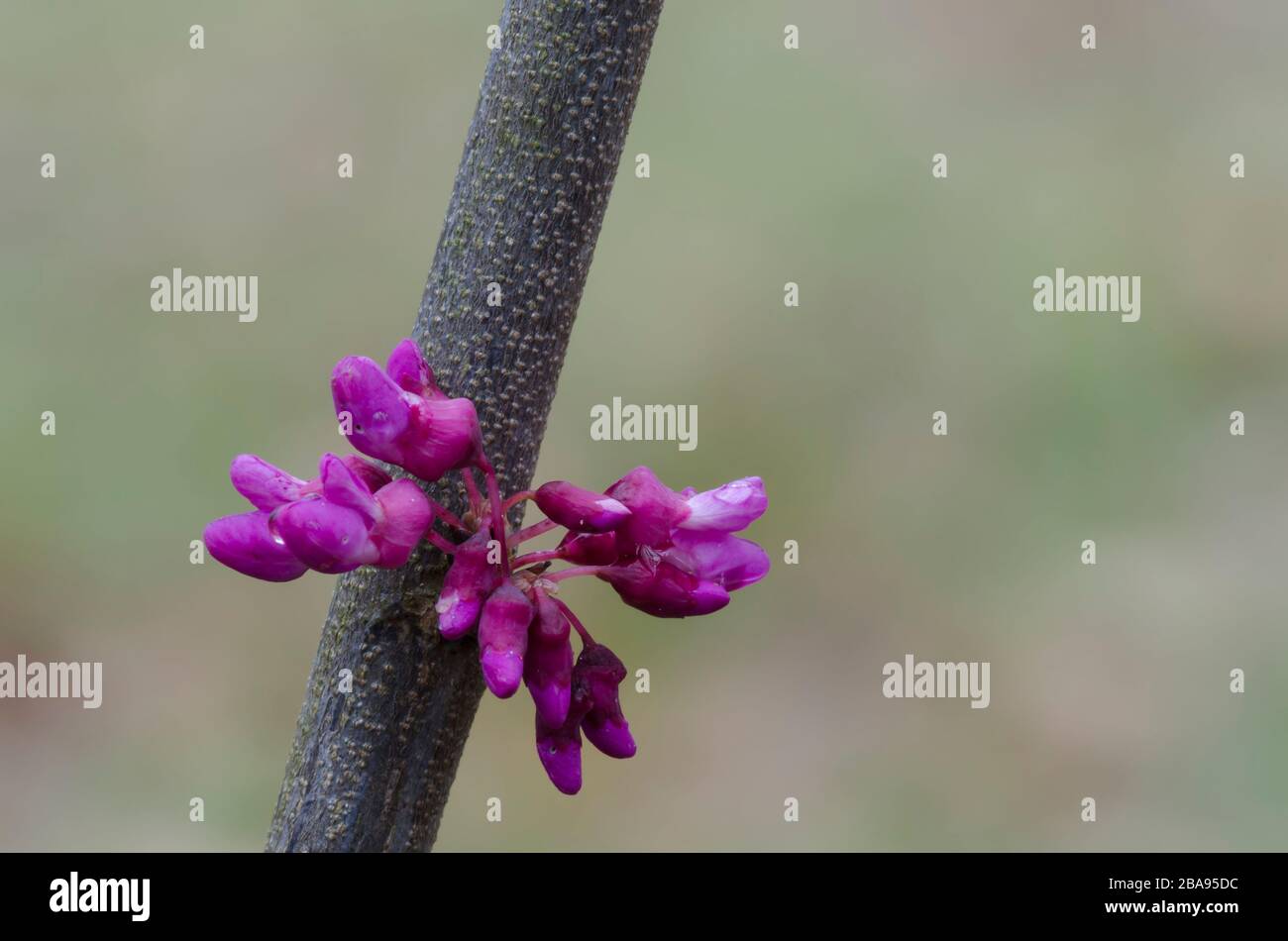 Eastern Redbud, Cercis canadensis, blossoms Stock Photo