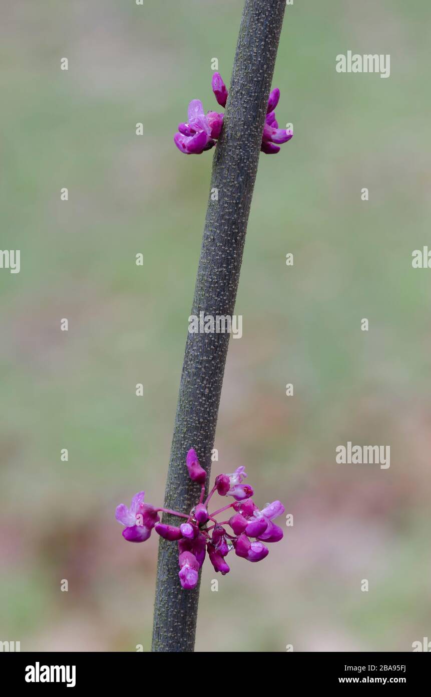 Eastern Redbud, Cercis canadensis, blossoms Stock Photo