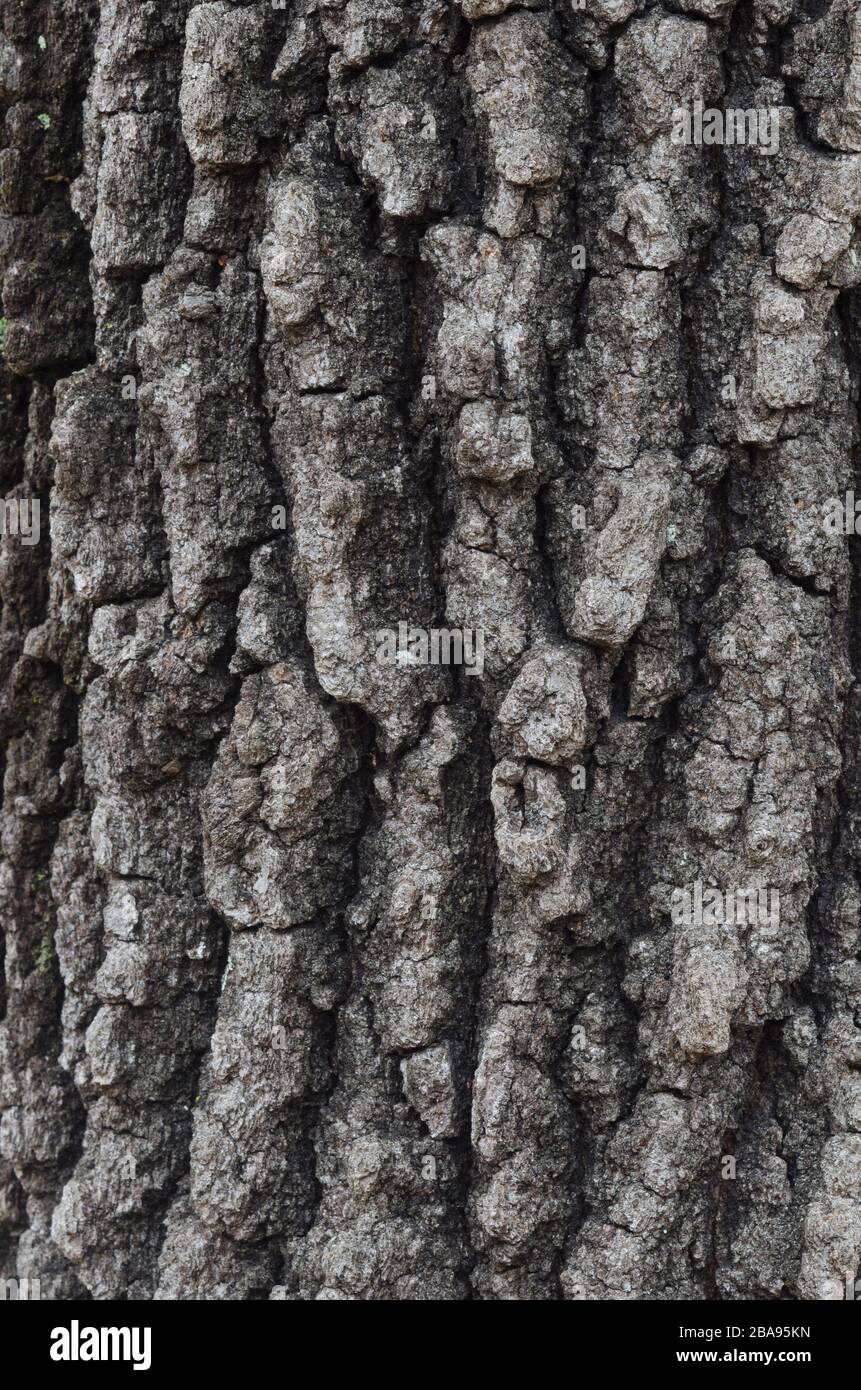 Blackjack Oak, Quercus marilandica, bark Stock Photo Alamy