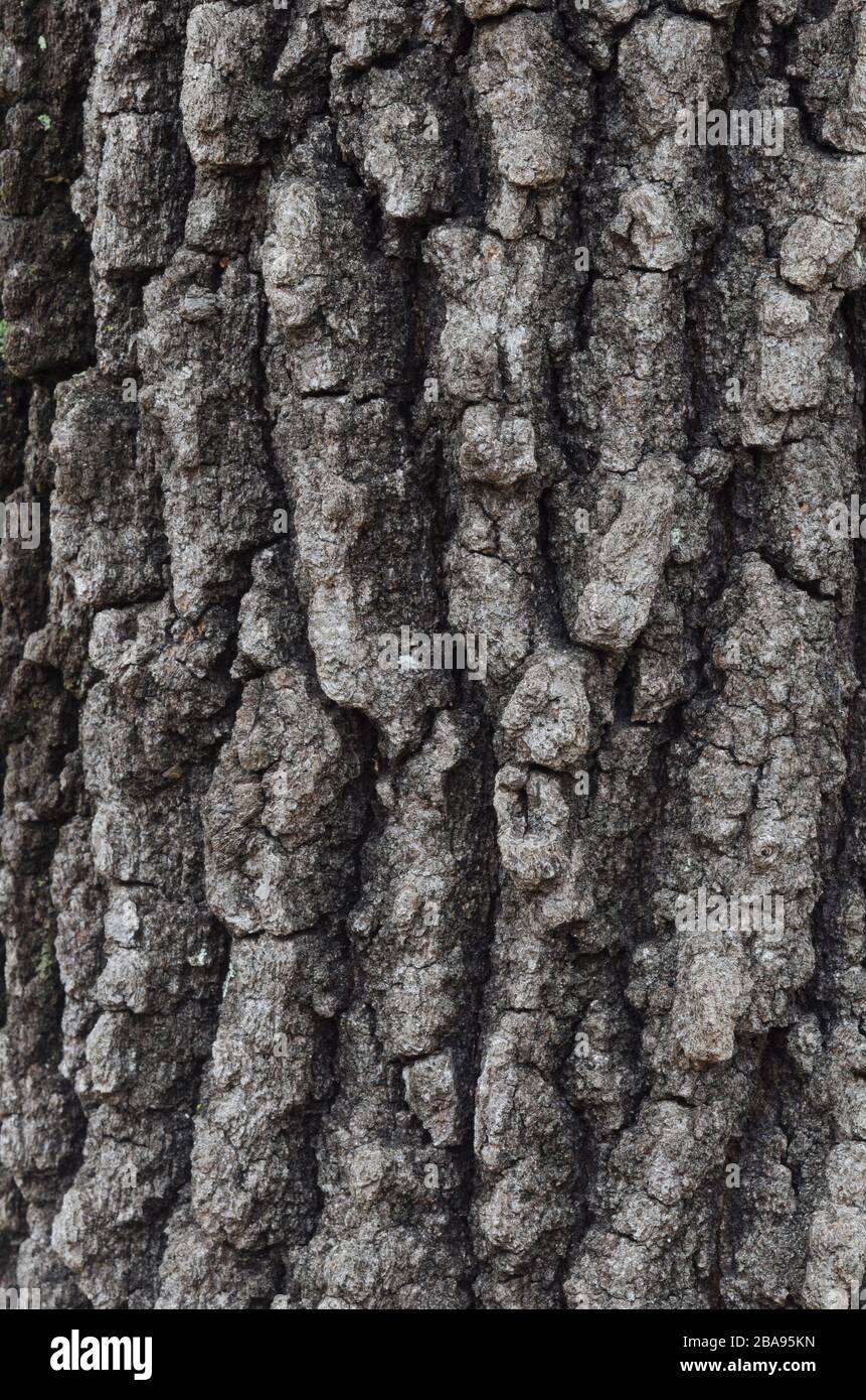 Blackjack Oak, Quercus marilandica, bark Stock Photo