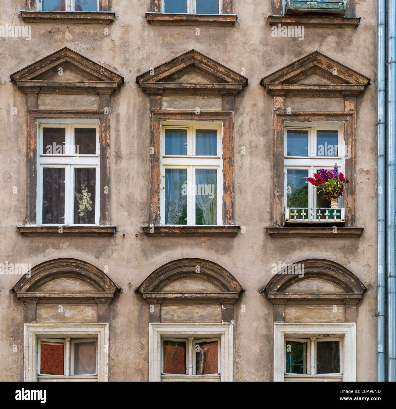Weathered and stained house facade with rows of windows and one vibrant bunch of flowers on a window sill in Wroclaw, full-frame close-up Stock Photo