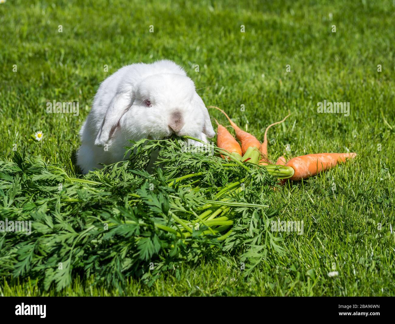 dwarf rabbits eat carrots Stock Photo Alamy