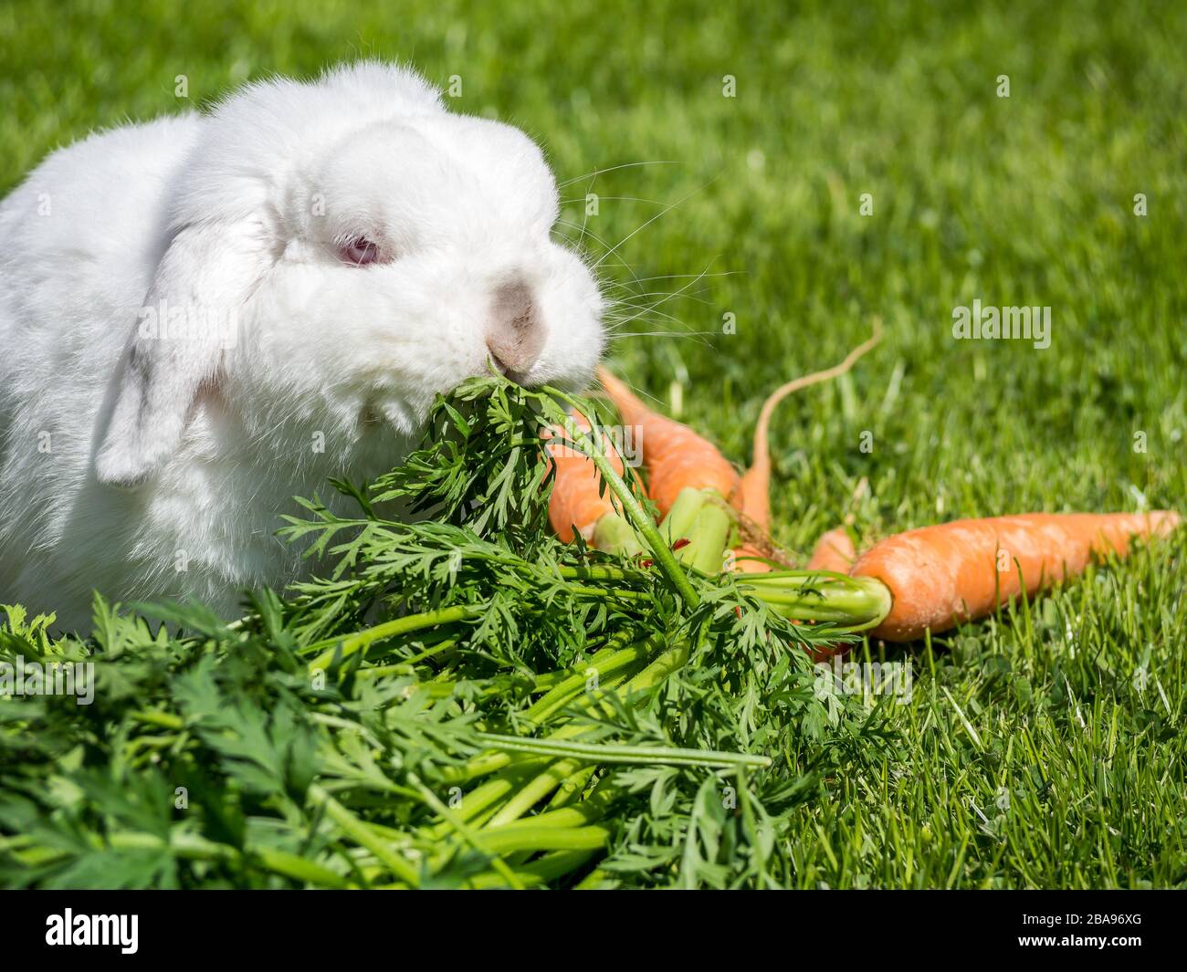 Dwarf rabbits hires stock photography and images Alamy