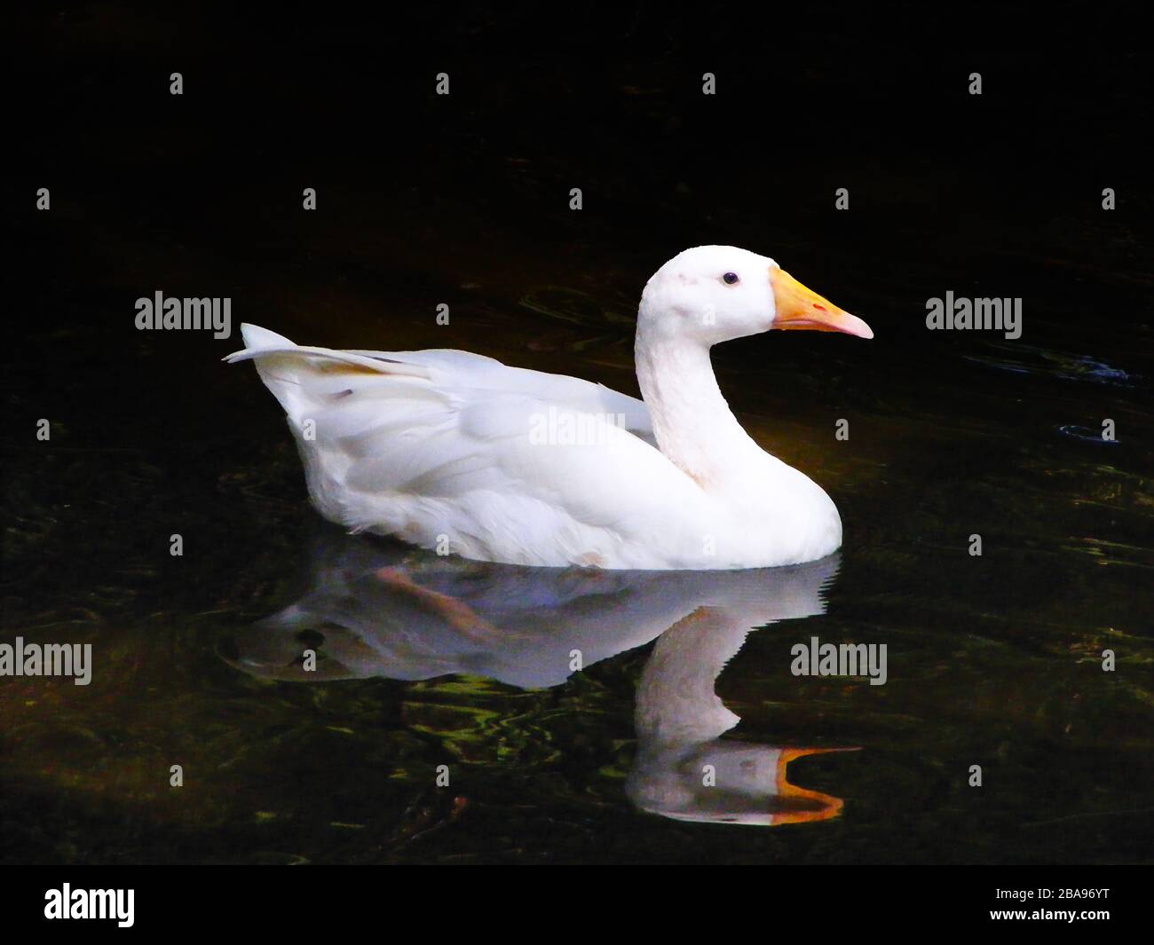 Duck in Pond | Zoo Delhi India Stock Photo