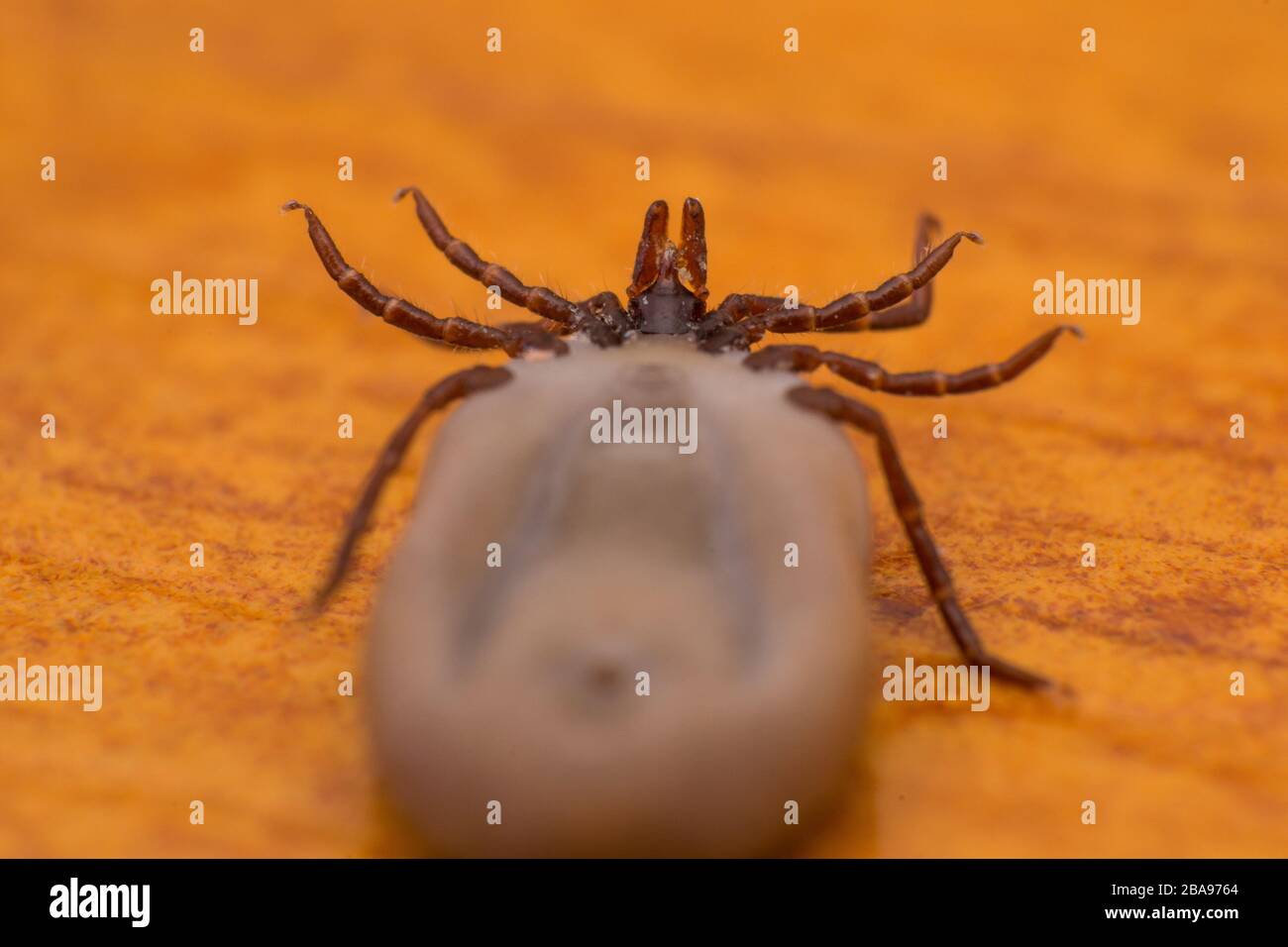 close-up photo of a tick on wood surface Stock Photo