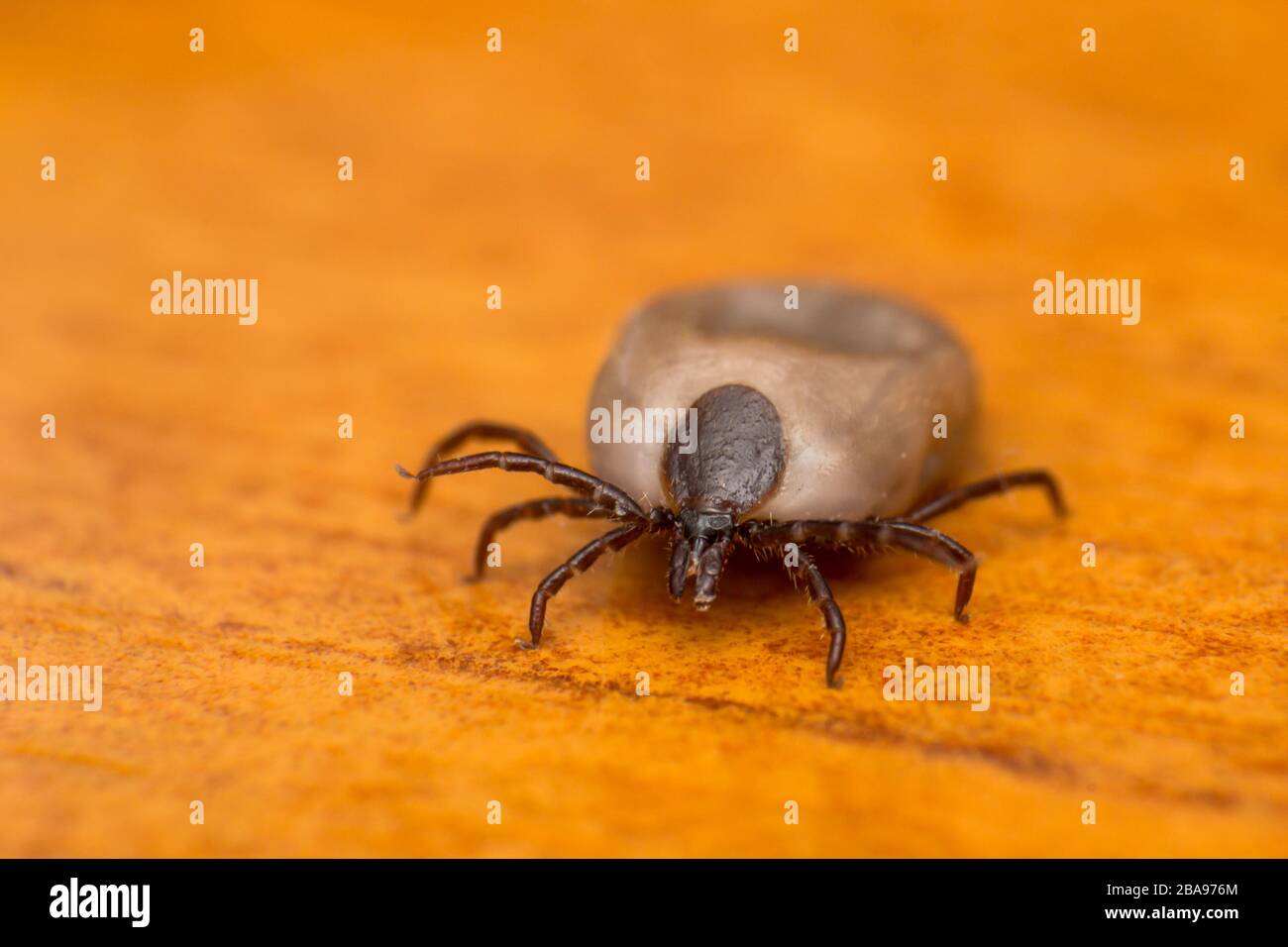 close-up photo of a tick on wood surface Stock Photo