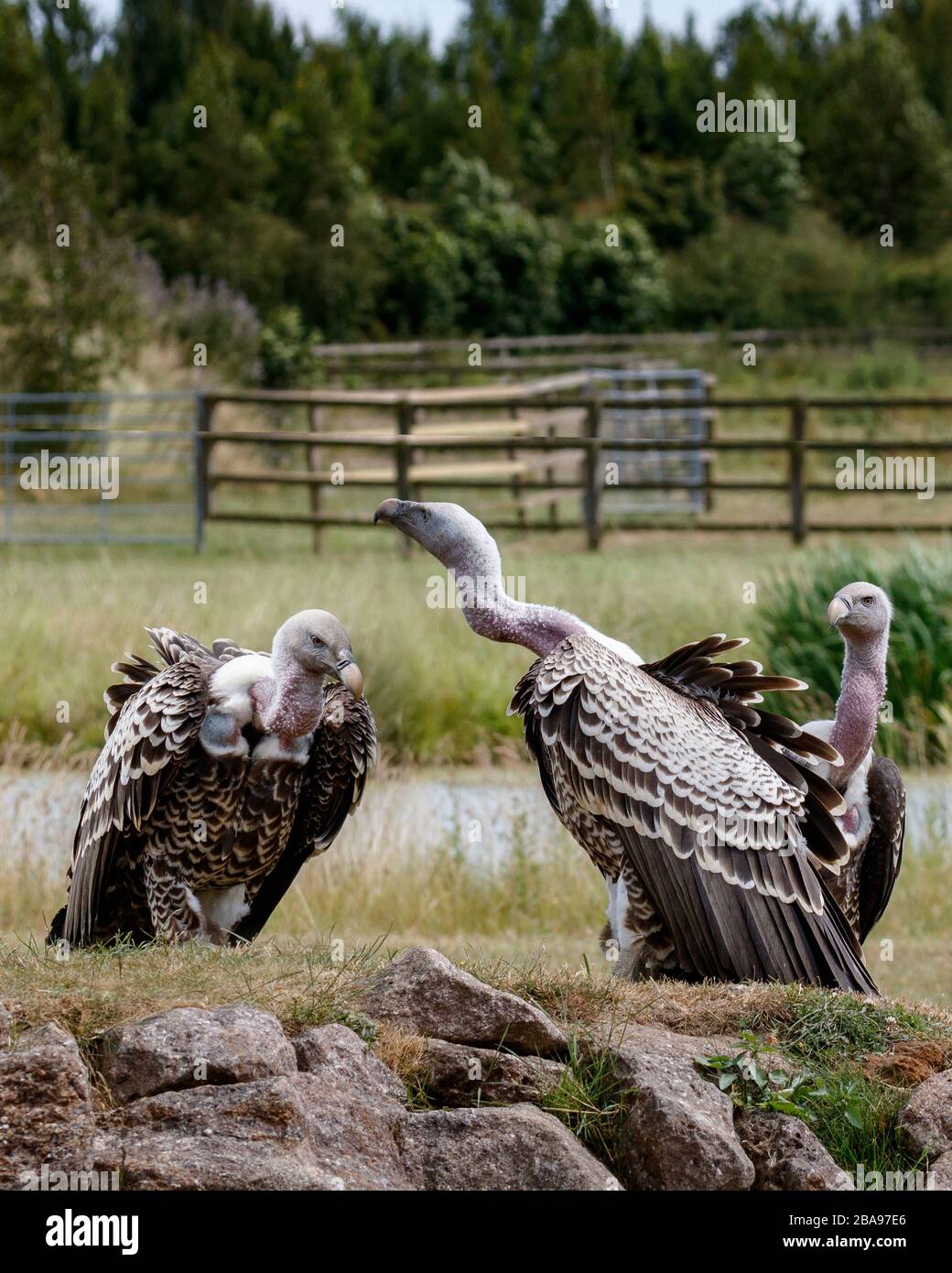 griffon vultures on rocks Stock Photo