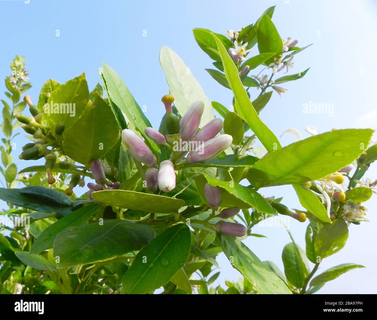 Lemon tree flowers hires stock photography and images Alamy
