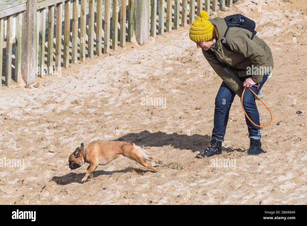 A dog owner letting her dog off the lead on dog friendly Fistral Beach in Newquay in Cornwall. Stock Photo