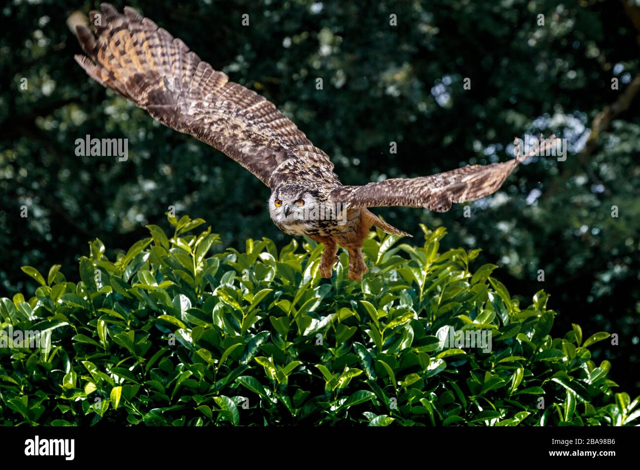 european eagle owl in full flight Stock Photo