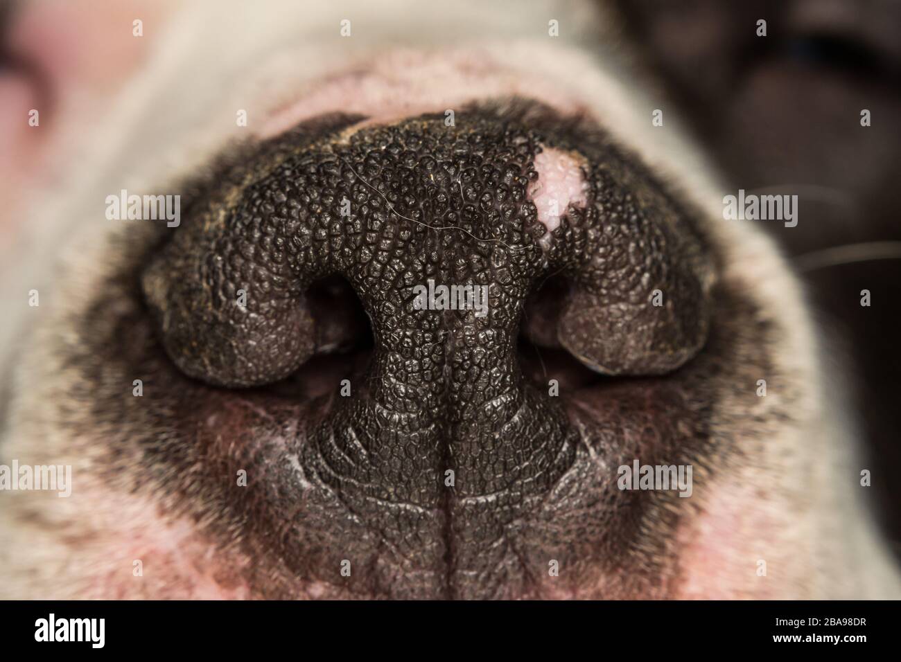 Dog nose anatomy hires stock photography and images Alamy